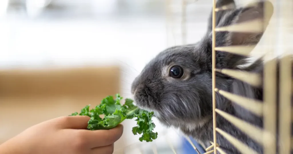 A imagem mostra um coelho cinza escuro dentro de uma gaiola, recebendo uma folha de couve que está sendo oferecida por uma mão humana através das grades. O coelho parece atento e interessado na comida, com os olhos fixos na folha. A gaiola tem barras amarelas, e o fundo desfocado sugere um ambiente interno, iluminado e tranquilo. A cena transmite um momento de cuidado e interação entre o animal e a pessoa que o alimenta.