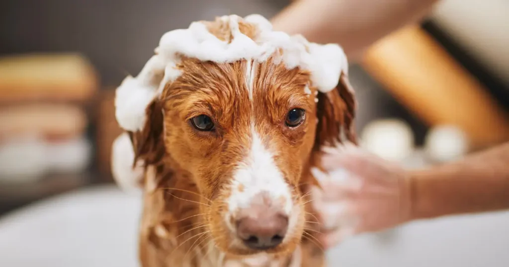 A imagem mostra um cachorro recebendo banho, com espuma de shampoo sobre a cabeça e nas orelhas. O cão tem pelagem marrom com manchas brancas e parece estar tranquilo durante o processo. As mãos de uma pessoa estão massageando a espuma na pelagem do animal, indicando cuidado e atenção. O fundo desfocado sugere um ambiente interno, possivelmente um banheiro ou área dedicada à higiene do pet. A cena transmite uma sensação de carinho e limpeza.