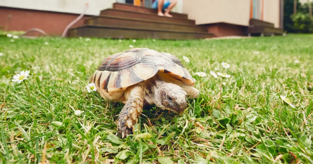 Uma tartaruga caminha sobre a grama ao ar livre, cercada por pequenas flores brancas. Ao fundo, há uma casa e uma pessoa descalça.