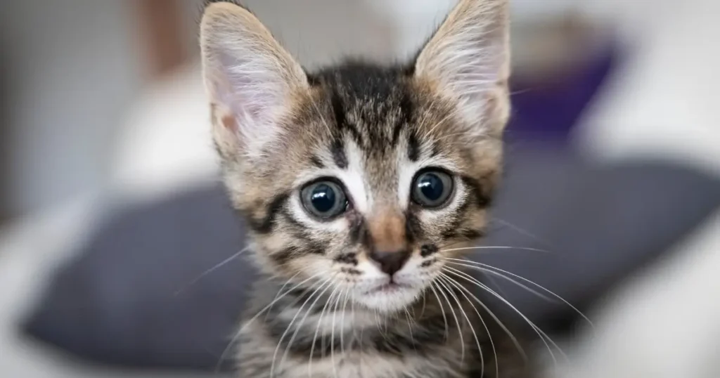 Um filhote de gato tigrado (rajado) olha diretamente para a câmera com olhos grandes e expressivos. O fundo está desfocado, destacando o olhar curioso do gatinho.