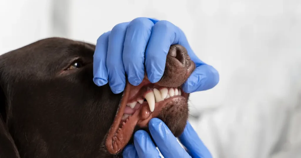 Um veterinário usando luvas azuis examina a boca de um cachorro de pelagem escura, levantando seu lábio superior para avaliar os dentes e gengivas.