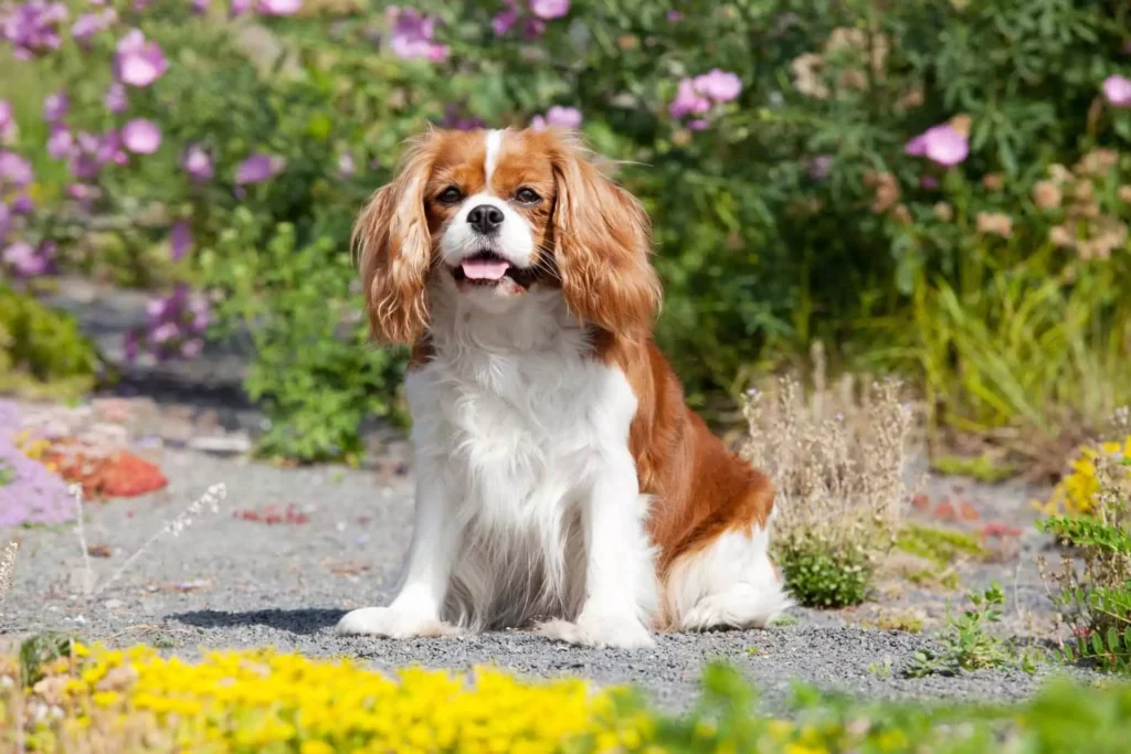 Cachorros Mais Bonitos Do Mundo: 12 Raças Deslumbrantes