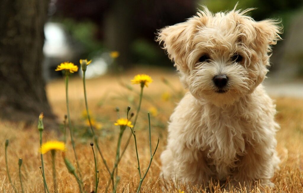 Cachorros Mais Bonitos Do Mundo: 12 Raças Deslumbrantes