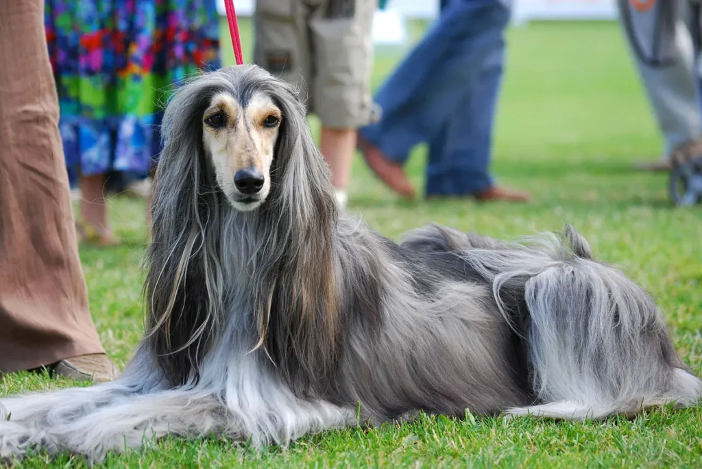 Cachorros Mais Bonitos Do Mundo: 12 Raças Deslumbrantes