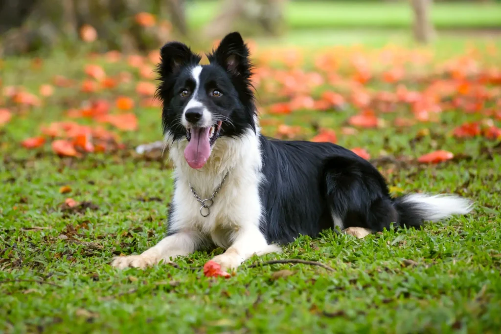 Cachorros Mais Bonitos Do Mundo: 12 Raças Deslumbrantes