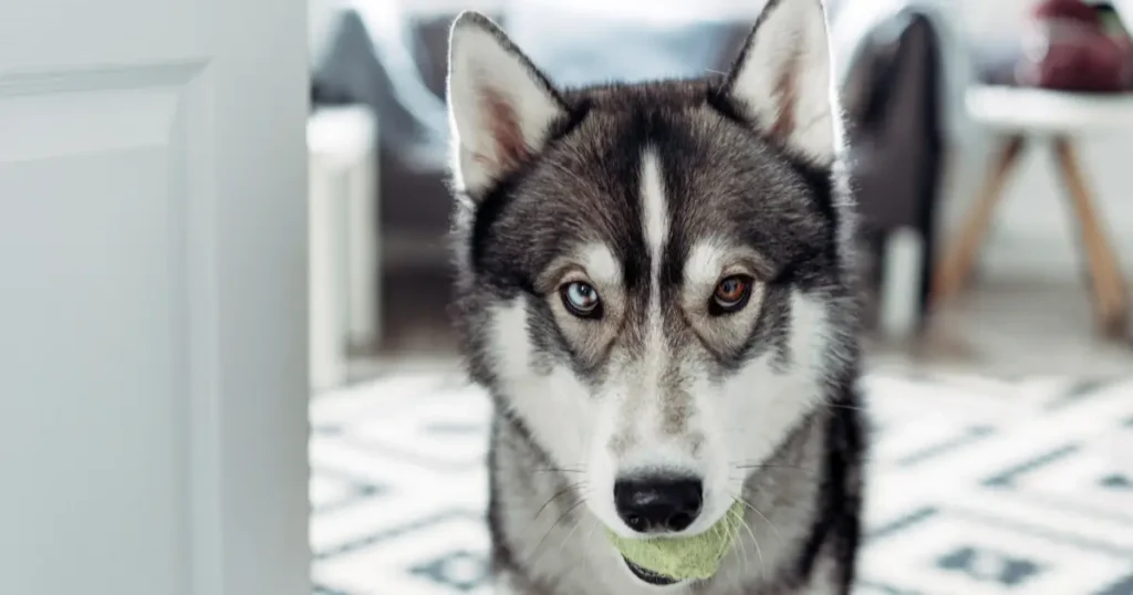 A imagem mostra um Husky Siberiano com olhos heterocromáticos — um azul e outro marrom — segurando uma bola de tênis na boca. O cão está em um ambiente interno, com parte de uma porta branca visível à esquerda e um fundo desfocado que sugere uma sala de estar aconchegante, com móveis modernos e um tapete estampado. A expressão do Husky é atenta e curiosa, transmitindo a ideia de brincadeira ou espera por interação. A cena destaca a beleza e o comportamento ativo típico da raça.