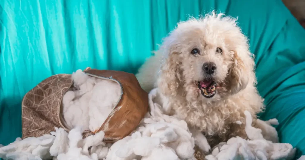 A imagem mostra um cachorro de pelagem encaracolada e clara, possivelmente da raça Poodle, sentado em meio a enchimentos espalhados. Ao lado dele, há uma almofada rasgada, sugerindo que o cão esteve brincando ou destruindo o objeto. O fundo é azul vibrante, destacando o cão e o cenário bagunçado. O cachorro está com uma expressão alegre, com a boca aberta, como se estivesse sorrindo ou latindo. A cena transmite uma combinação de diversão e travessura, típica de cães enérgicos e brincalhões.