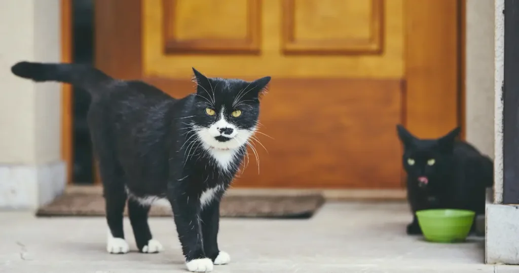 A imagem mostra dois gatos em frente a uma porta de madeira. Um dos gatos, de pelagem preta e branca, está em destaque e em posição de alerta, olhando diretamente para a câmera. O outro gato, totalmente preto, está ao fundo, próximo a uma tigela verde, e parece mais reservado ou tranquilo. A cena acontece em uma entrada de casa, com piso de concreto e um ambiente externo bem iluminado. A interação entre os gatos sugere um momento de exploração ou adaptação ao espaço.