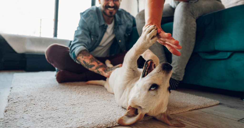 Descubra como ajudar seu pet recém-adotado a se adaptar, o tempo necessário para criar laços e os erros mais comuns a evitar.