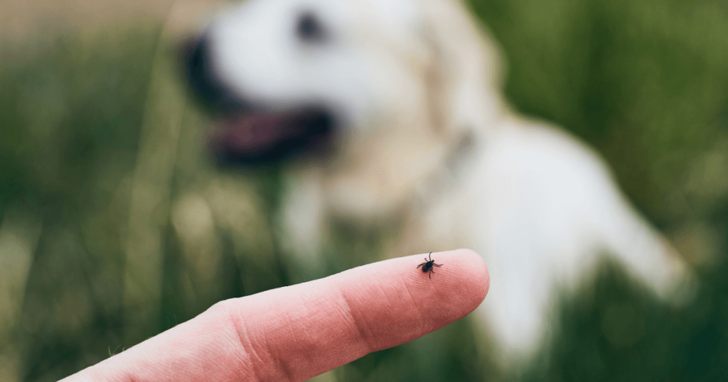 A imagem destaca um carrapato pequeno na ponta de um dedo humano, com um cachorro desfocado ao fundo, em um ambiente ao ar livre com vegetação. O carrapato está em evidência, ressaltando sua presença e os riscos que pode representar para os cães e humanos. A composição da imagem transmite a importância de observar e prevenir infestação de parasitas, especialmente em locais com gramados ou áreas verdes onde cães costumam brincar. A cena sugere cuidado e atenção à saúde do animal.