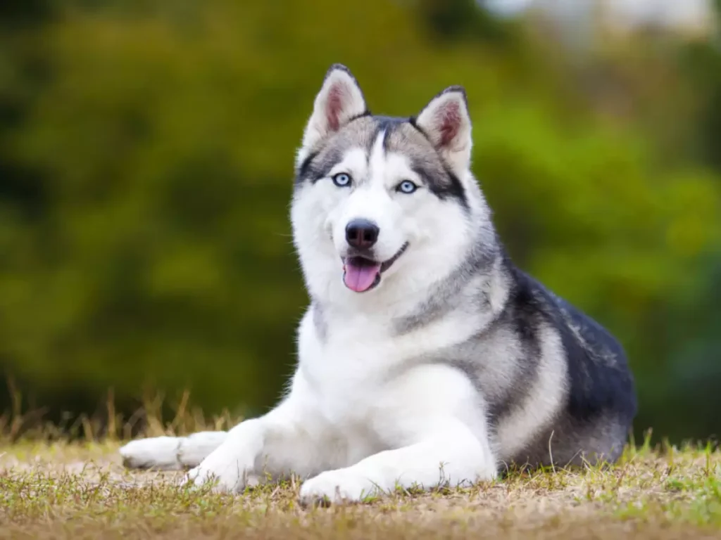 Cachorros Mais Bonitos Do Mundo: 12 Raças Deslumbrantes