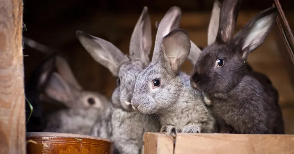 A imagem mostra um grupo de coelhos dentro de um ambiente rústico, possivelmente uma gaiola ou abrigo de madeira. Os coelhos são de diferentes tons de cinza e preto, com grandes orelhas erguidas, típicas da espécie. Eles estão juntos, olhando em várias direções, e um recipiente de cerâmica para comida é visível no canto inferior esquerdo. O cenário é aconchegante e natural, destacando a convivência e a curiosidade desses animais. A iluminação suave ressalta a textura de suas pelagens e cria uma atmosfera tranquila.