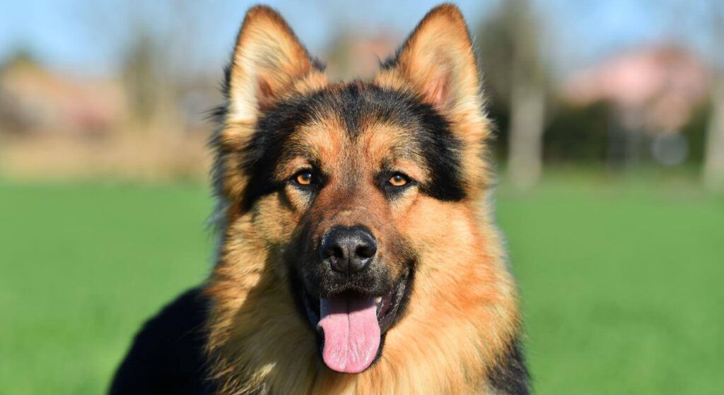 Cachorros Mais Bonitos Do Mundo: 12 Raças Deslumbrantes