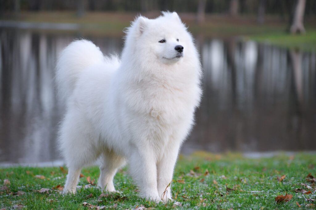 Cachorros Mais Bonitos Do Mundo: 12 Raças Deslumbrantes