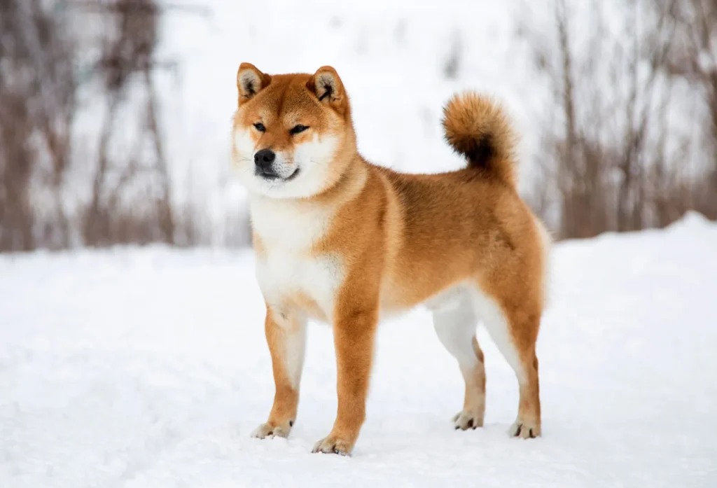 Cachorros Mais Bonitos Do Mundo: 12 Raças Deslumbrantes