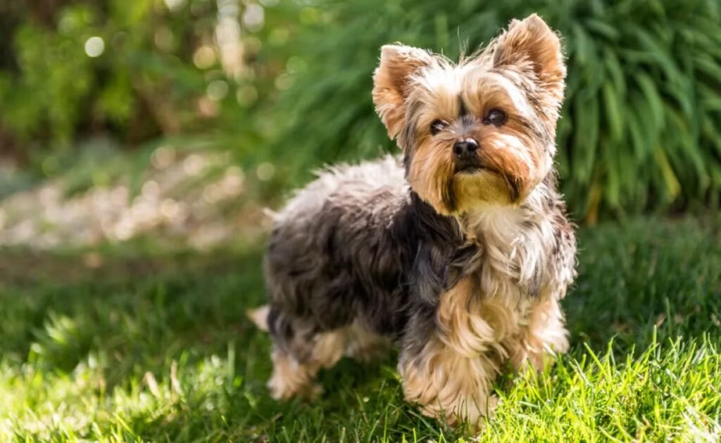 Cachorros Mais Bonitos Do Mundo: 12 Raças Deslumbrantes