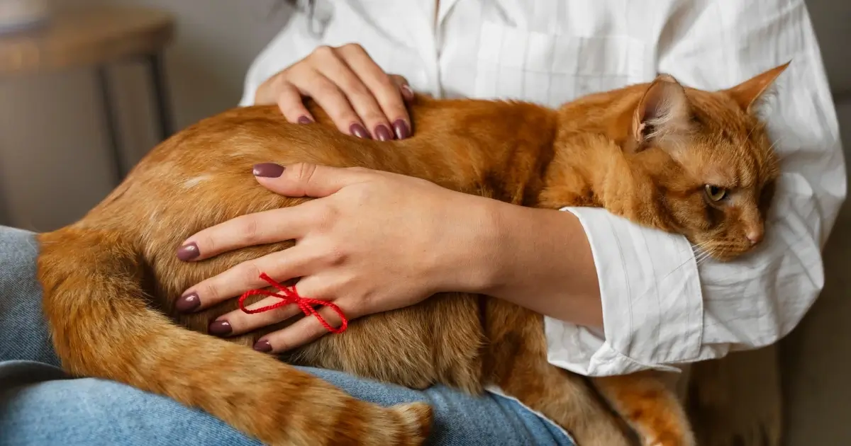 A imagem mostra uma pessoa segurando um gato laranja de pelagem curta no colo. A pessoa veste uma camisa branca e tem unhas pintadas de um tom escuro. Uma das mãos repousa sobre as costas do gato, enquanto a outra segura sua lateral. No dedo da pessoa, há uma fita vermelha amarrada. O gato aparenta estar relaxado, com uma expressão tranquila. O ambiente ao fundo está levemente desfocado, indicando que o foco principal está no gato e na interação com a pessoa.