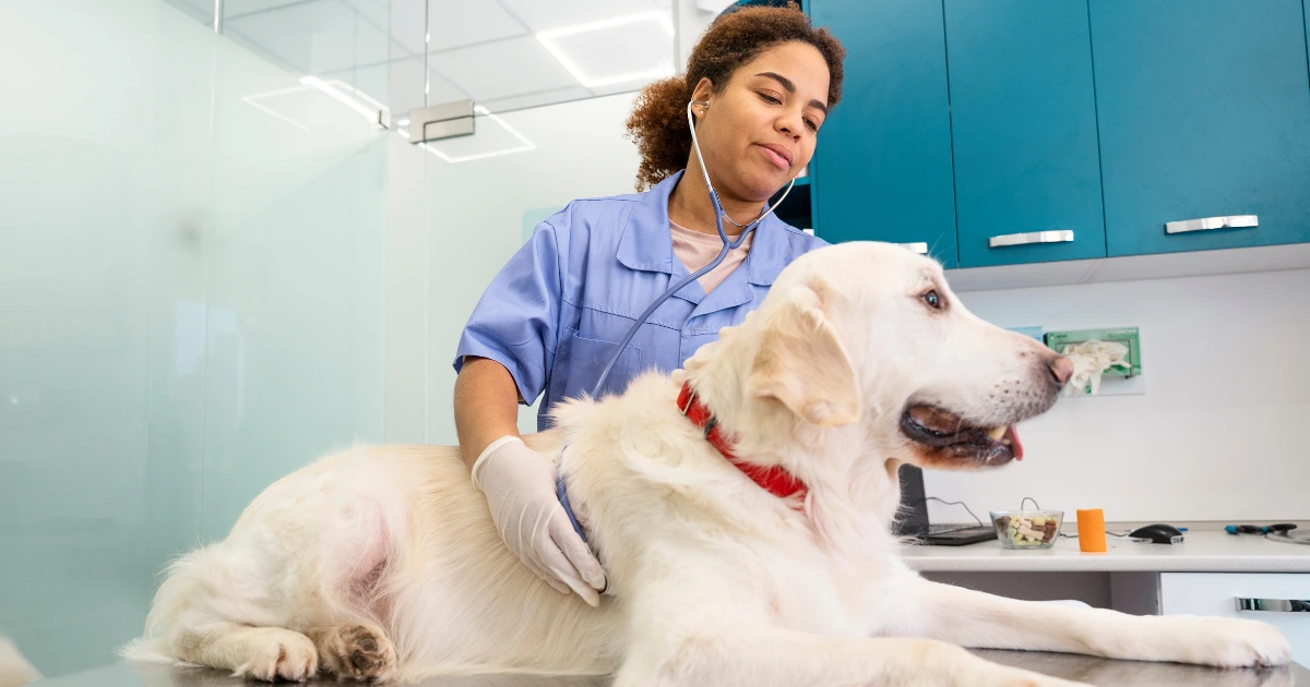 A imagem mostra um cachorro de grande porte, com pelagem branca e usando uma coleira vermelha, deitado sobre uma mesa de exame veterinário. O cão parece estar relaxado e atento ao ambiente ao seu redor. Uma veterinária, vestindo um jaleco azul e luvas descartáveis, está examinando o animal com um estetoscópio. O consultório tem um design moderno, com armários azuis e uma bancada branca ao fundo, onde há alguns objetos, como um frasco e um computador. A cena transmite um ambiente profissional e acolhedor, sugerindo um atendimento veterinário de rotina ou diagnóstico médico.