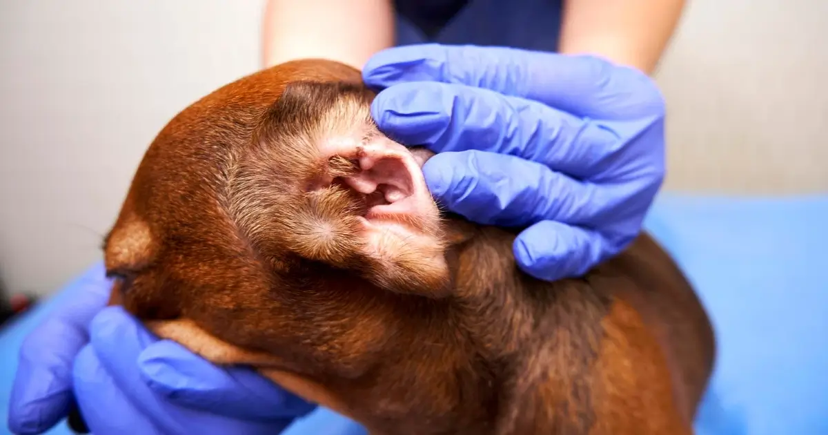 A imagem mostra um cachorro de pelagem marrom sendo examinado por uma pessoa que está usando luvas azuis descartáveis. A pessoa segura a orelha do cachorro, deixando visível o canal auditivo para inspeção. O ambiente parece ser uma clínica veterinária ou um local de cuidado animal, com uma superfície azul ao fundo. A imagem destaca a orelha do animal, sugerindo uma avaliação para identificar possíveis problemas, como otite ou outros problemas de saúde relacionados ao ouvido.