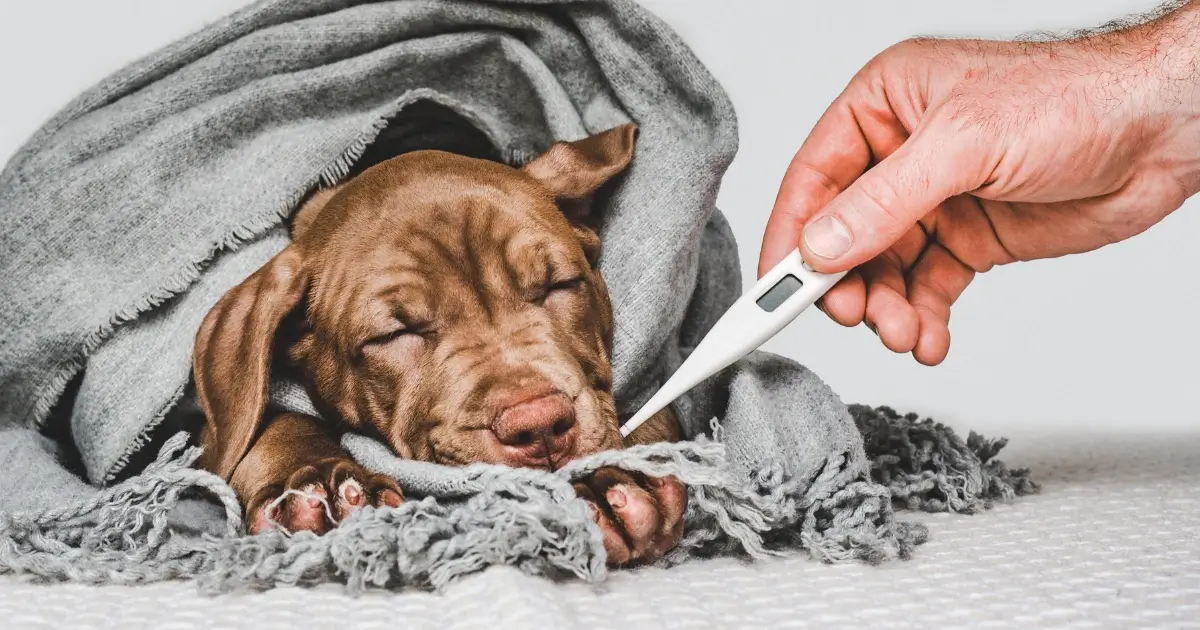 A imagem mostra um filhote de cachorro de pelagem marrom, deitado sobre uma superfície clara e parcialmente coberto por um cobertor cinza. O animal aparenta estar doente, com os olhos fechados e expressão abatida. Uma mão humana segura um termômetro digital próximo ao focinho do cão, sugerindo que sua temperatura está sendo verificada. O cenário transmite a ideia de cuidado e preocupação com a saúde do pet.