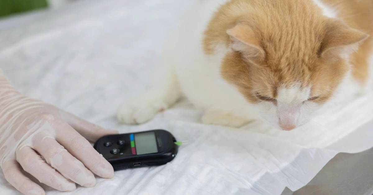 A imagem mostra um gato de pelagem branca e laranja deitado sobre uma superfície coberta com um pano branco, parecendo estar em um ambiente veterinário. O animal olha para baixo, enquanto uma mão enluvada segura um medidor de glicose próximo a ele, sugerindo a realização de um teste para monitoramento da diabetes felina. O cenário transmite um contexto de cuidado com a saúde do pet.