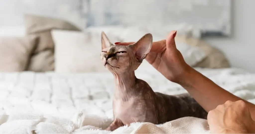 Um gato da raça Sphynx (sem pelos) está deitado sobre uma cama aconchegante. Uma mão humana o acaricia, e o felino parece estar desfrutando do carinho.