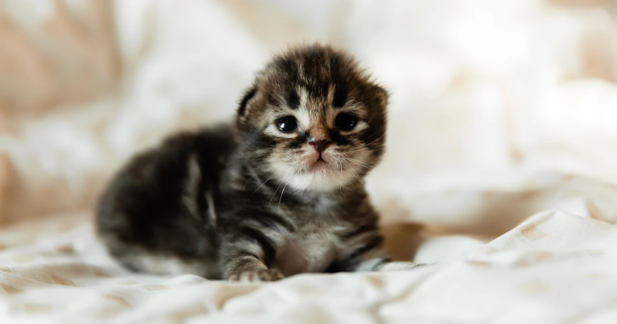 A imagem mostra um filhote de gato tigrado de pelos curtos, com olhos brilhantes e uma expressão curiosa, deitado sobre um cobertor claro e macio. O gatinho parece ter poucos dias de vida, com orelhas pequenas e um olhar delicado. O fundo desfocado cria um ambiente aconchegante, destacando a suavidade e a fragilidade do animal.