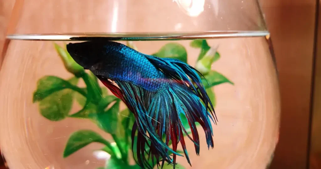 A imagem mostra um peixe betta de cores vibrantes (azul e vermelho) nadando próximo à superfície de um aquário esférico. Ao fundo, há uma planta aquática que contribui para um ambiente mais natural dentro do recipiente. O peixe betta, conhecido por suas longas nadadeiras e cores brilhantes, parece estar descansando ou respirando na superfície, o que é comum nessa espécie devido à sua capacidade de respirar ar atmosférico.