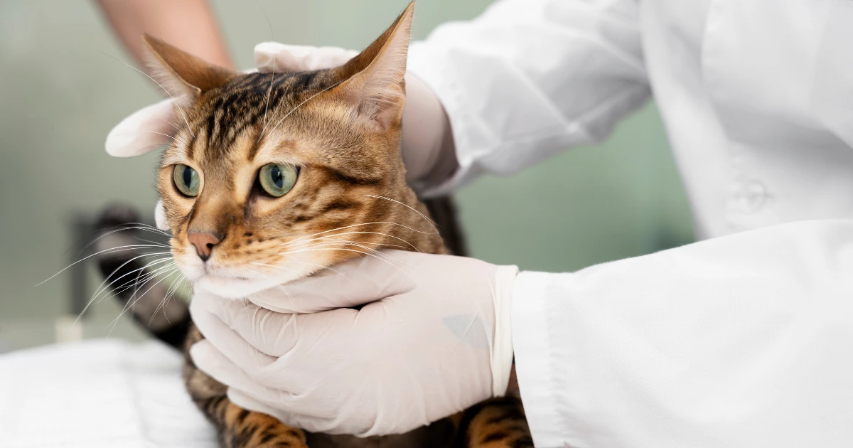 A imagem mostra um gato de pelagem listrada e olhos verdes sendo examinado por um veterinário ou profissional de saúde animal. O profissional está usando luvas descartáveis brancas e uma roupa de trabalho médica. Ele segura o gato gentilmente, com uma mão apoiando a cabeça e a outra na base do pescoço, enquanto o gato parece alerta, mas tranquilo. O fundo da imagem é desfocado, sugerindo um ambiente clínico, possivelmente uma sala de exame veterinário.