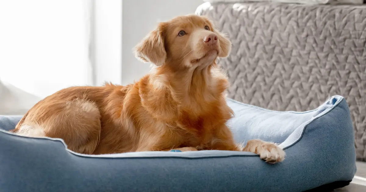 A imagem mostra um cachorro de porte médio com pelagem laranja clara deitado em uma cama acolchoada azul, em um ambiente interno iluminado por luz natural. O cachorro está com a cabeça erguida, olhando para cima com uma expressão serena e curiosa. Ao fundo, é possível ver uma textura trançada, provavelmente de uma poltrona ou outro móvel, e uma janela que permite a entrada de luz suave, contribuindo para a atmosfera tranquila da cena. A cama do cachorro parece confortável e bem adaptada ao tamanho dele.
