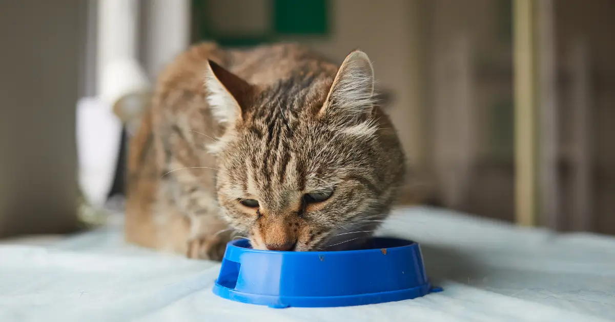 A imagem mostra um gato rajado (tigrado) se alimentando em um comedouro azul. O ambiente parece ser interno, com luz natural entrando ao fundo. O gato está concentrado na refeição, demonstrando um comportamento típico de alimentação. O foco da imagem está no animal e no pote de comida, enquanto o fundo permanece desfocado.