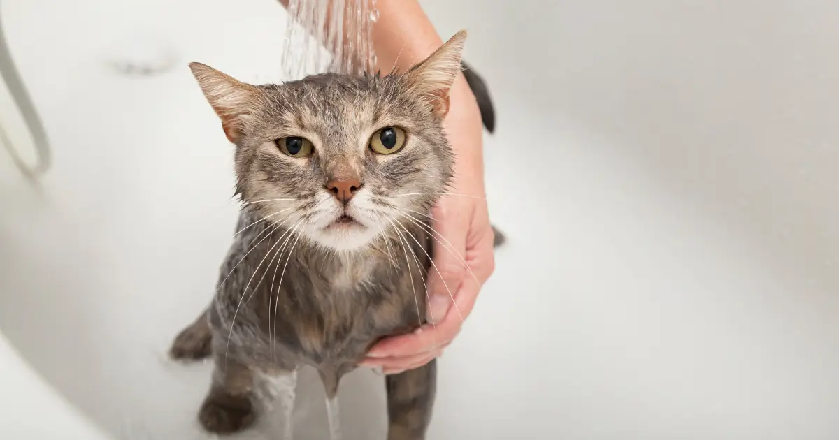 A imagem mostra um gato de pelagem cinza sendo banhado em uma banheira. A água escorre sobre o felino, e uma pessoa segura o animal para garantir que ele permaneça no lugar durante o banho. O gato tem uma expressão de desconforto ou resignação, algo comum em felinos durante o banho, já que a maioria deles não gosta de água. O fundo branco e a banheira reforçam o ambiente de higiene.