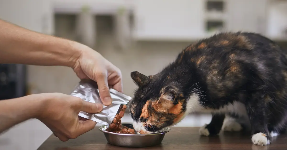 A imagem mostra um gato com pelagem tricolor (preto, branco e laranja) em cima de uma superfície, aparentemente uma mesa ou bancada, comendo comida em um prato de metal. Uma pessoa, cujas mãos aparecem na imagem, está despejando a ração úmida ou comida de gato diretamente de um sachê para o prato. O fundo parece ser o ambiente de uma cozinha, com o cenário desfocado.