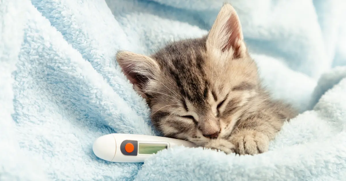 A imagem mostra um filhote de gato cinza tigrado dormindo em uma manta azul fofa, transmitindo uma sensação de aconchego. Ao lado do gatinho, há um termômetro digital, sugerindo que o animal pode estar doente ou sob cuidados médicos. A cena evoca um sentimento de carinho e preocupação com a saúde do felino, reforçando a importância do bem-estar dos pets.