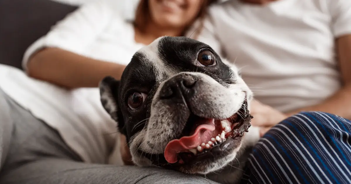 A imagem mostra um cachorro da raça Bulldog Francês ou Boston Terrier em primeiro plano, com uma expressão animada e língua de fora, parecendo sorrir. O animal tem pelagem branca e preta, olhos brilhantes e um focinho curto característico dessas raças. Ao fundo, um casal está sentado no sofá, levemente desfocado, transmitindo um clima aconchegante e de carinho com o pet. A cena sugere um momento de lazer e afeto entre os tutores e seu cachorro.