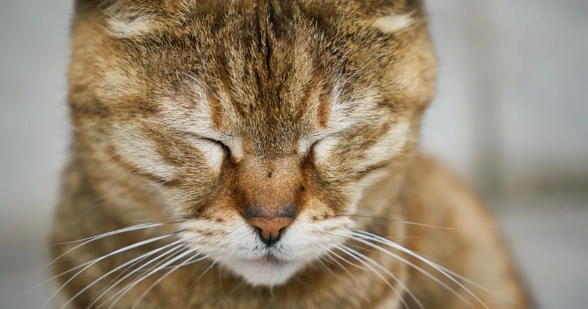 A imagem mostra um gato de pelagem tigrada marrom com os olhos fechados. O foco está em seu rosto, destacando os detalhes dos pelos, bigodes longos e focinho. A expressão do gato parece tranquila, e o fundo está desfocado, sugerindo um ambiente neutro. O close-up revela texturas e cores sutis da pelagem do felino.