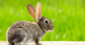 A imagem mostra um coelho jovem com pelagem mesclada em tons de marrom e cinza, em um ambiente ao ar livre com fundo verde vibrante. Ele está em uma posição atenta, com as orelhas erguidas e os olhos brilhantes, demonstrando curiosidade e alerta.