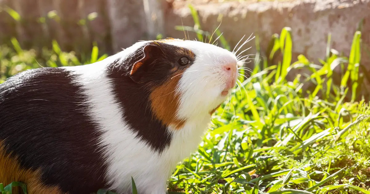 A imagem mostra um porquinho-da-índia tricolor (preto, branco e marrom) em um ambiente ao ar livre, cercado por grama e sob a luz do sol. Ele parece curioso e atento ao que está ao seu redor.
