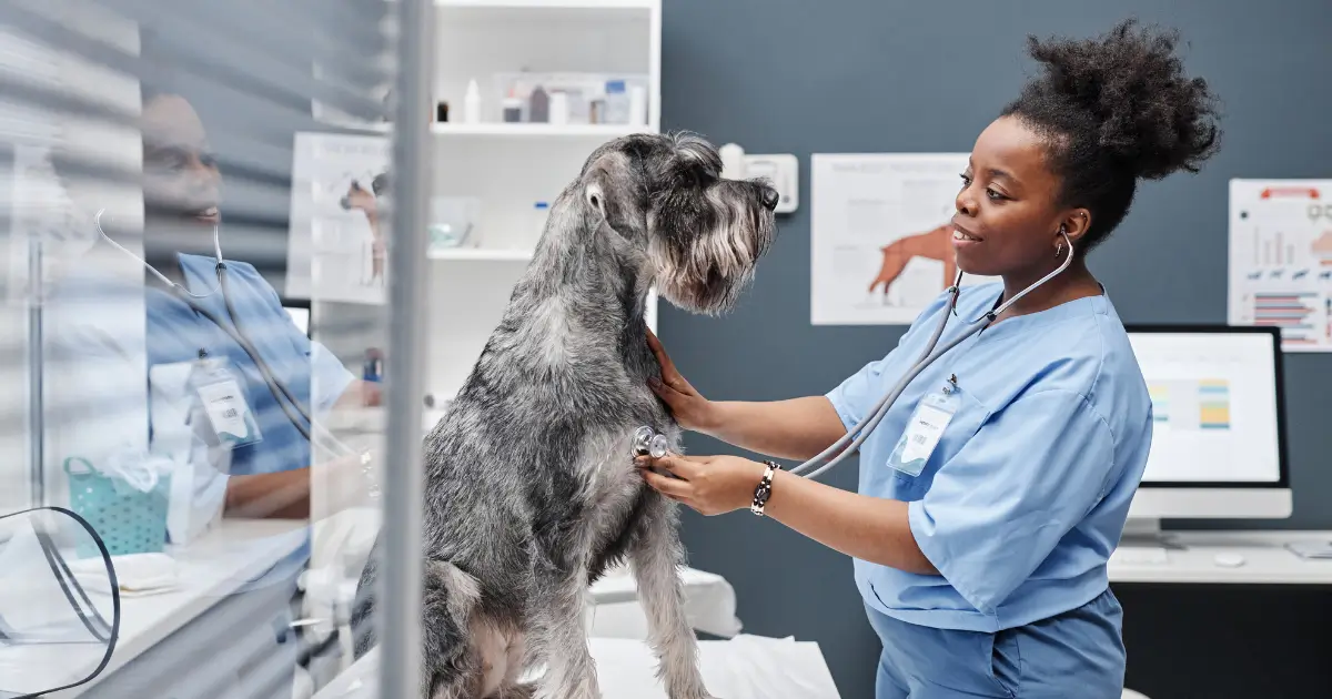 A imagem mostra uma veterinária sorridente, vestindo uniforme azul e utilizando um estetoscópio para examinar um cão de grande porte, possivelmente um Schnauzer Gigante, que está sentado sobre a mesa de atendimento. O ambiente é uma clínica veterinária moderna, com prateleiras organizadas, computador e gráficos ao fundo, sugerindo um espaço bem estruturado para o atendimento. A cena transmite profissionalismo, cuidado e um relacionamento positivo entre a veterinária e o animal.