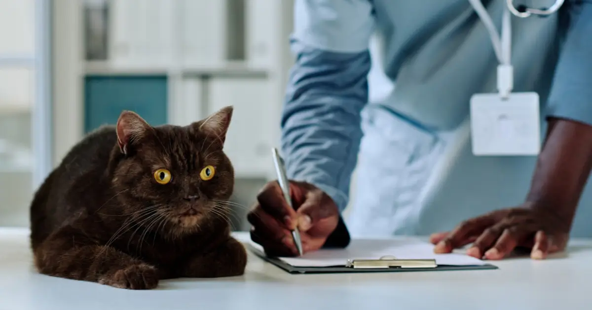 A imagem mostra um gato de pelagem escura e olhos amarelos sentado sobre uma mesa branca em um ambiente que parece ser uma clínica veterinária. O felino tem uma expressão alerta e um pouco tensa, observando atentamente algo fora do quadro. Ao fundo, um veterinário vestido com jaleco azul-claro e estetoscópio ao redor do pescoço está escrevendo em uma prancheta, aparentemente registrando informações sobre o animal. A cena transmite um ambiente profissional, focado na saúde e no atendimento veterinário.