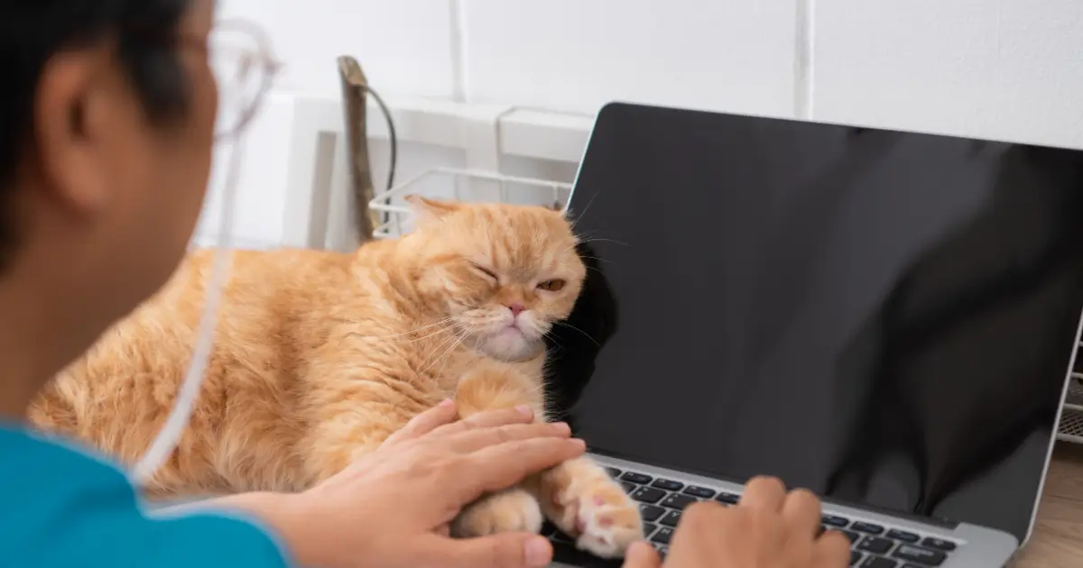 A imagem mostra um gato de pelagem laranja deitado sobre um laptop fechado, com uma expressão sonolenta e um dos olhos levemente fechado. Uma pessoa vestindo azul, possivelmente um veterinário, está com as mãos sobre as patas do felino, demonstrando um gesto de carinho. O ambiente parece ser um consultório ou escritório, com cabos e equipamentos ao fundo. A cena transmite um momento descontraído, destacando a interação entre profissionais e animais no contexto veterinário ou de trabalho remoto.