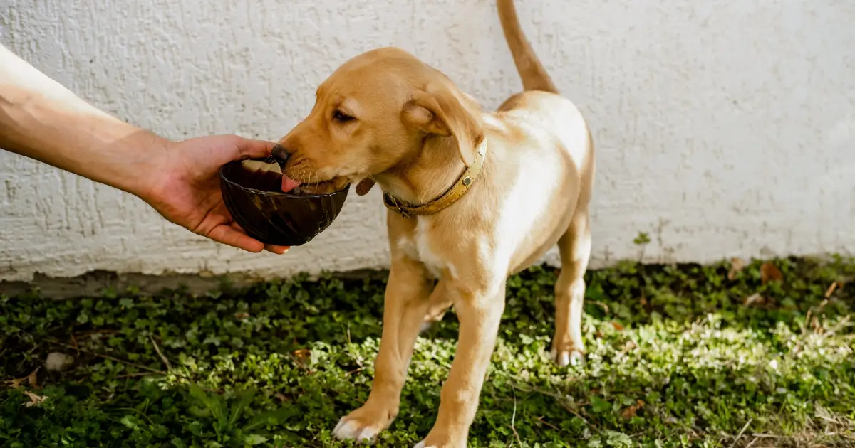 A imagem mostra um filhote de cachorro de pelagem dourada bebendo água de um recipiente segurado por uma pessoa. O cachorro está ao ar livre, em um ambiente gramado, e aparenta estar saudável e bem cuidado. Esse momento destaca a importância de manter os cães sempre hidratados, especialmente em dias quentes ou durante atividades ao ar livre. O acesso constante à água fresca é essencial para a saúde dos pets, ajudando na regulação da temperatura corporal e no bom funcionamento do organismo.