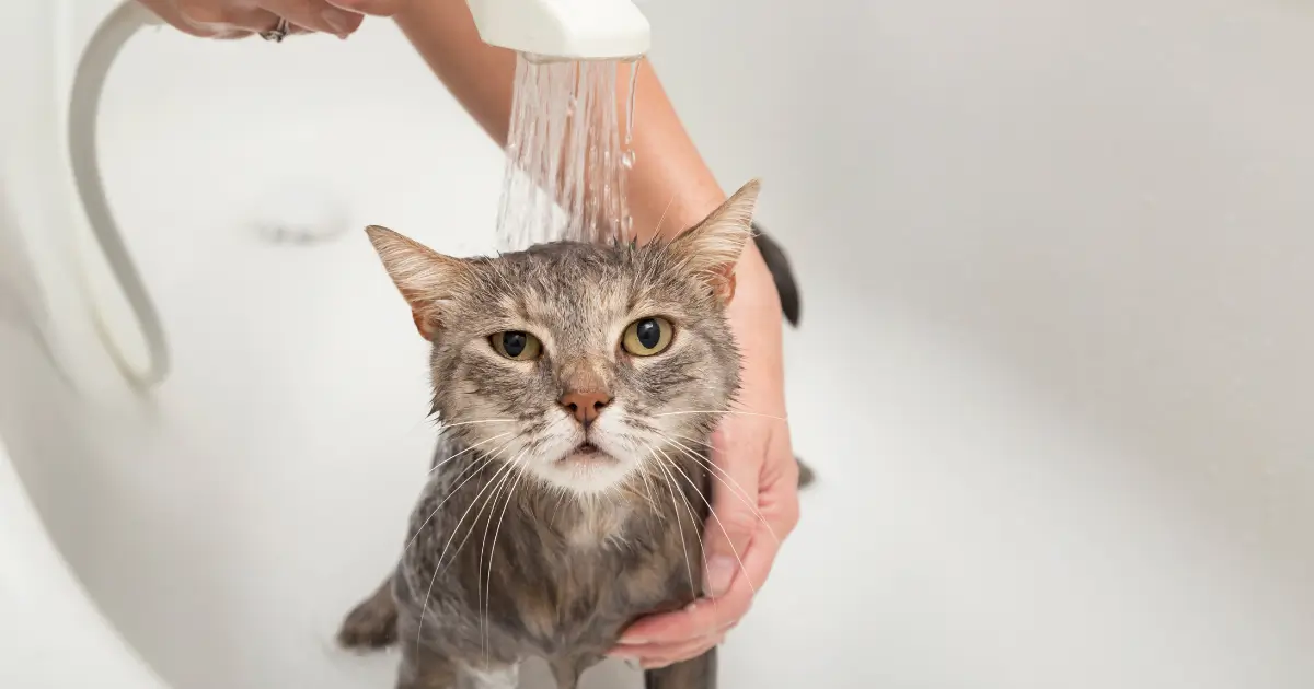 A imagem mostra um gato de pelagem cinza recebendo um banho em uma banheira branca. A expressão do felino transmite um misto de resignação e desconforto, com os olhos arregalados e as orelhas levemente abaixadas. Uma pessoa, cujas mãos estão visíveis, segura o gato com uma das mãos enquanto utiliza um chuveirinho para molhá-lo. O fundo é neutro, destacando o momento do banho, uma tarefa que pode ser desafiadora para muitos tutores de gatos.