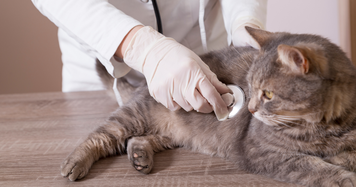 A imagem mostra um gato de pelagem cinza sendo examinado por um veterinário. O profissional está usando luvas descartáveis e um jaleco branco, enquanto ausculta o animal com um estetoscópio. O gato está deitado sobre uma mesa de madeira e parece atento ao ambiente. A cena transmite um momento de cuidado veterinário, sugerindo um exame clínico ou check-up do felino.