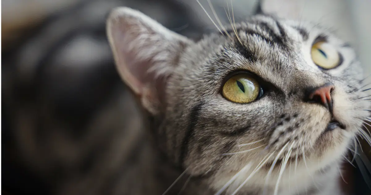 Esta é uma imagem de um gato de pelagem rajada (tabby), com olhos amarelos expressivos. Ele parece estar olhando atentamente para algo, transmitindo curiosidade. O foco da foto está no rosto do gato, destacando seus detalhes faciais, como os bigodes longos e a textura do pelo.