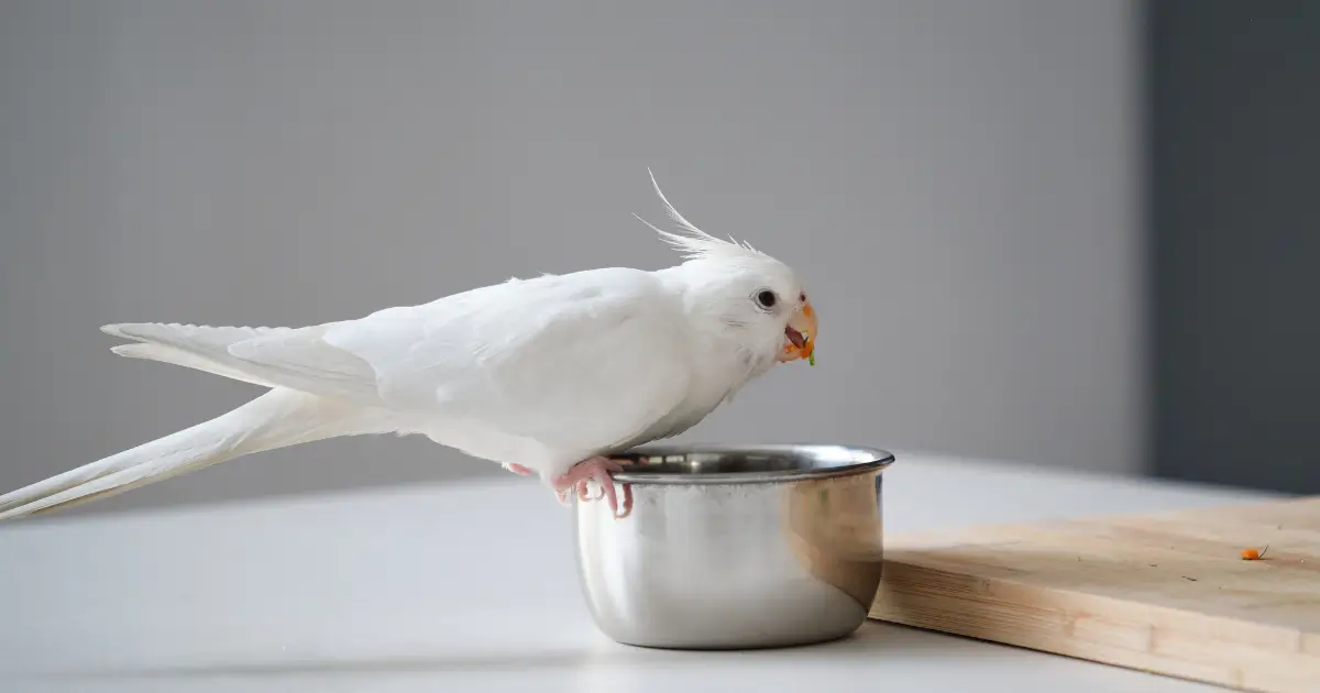 A imagem mostra uma calopsita branca pousada na borda de uma tigela metálica enquanto come. A ave tem uma pequena porção de comida no bico, aparentemente pedaços de vegetais, e apresenta uma crista levemente eriçada. Ao lado da tigela, há uma tábua de madeira com alguns pedaços de alimento espalhados. O fundo é simples e neutro, criando um ambiente limpo e minimalista. A cena transmite um momento tranquilo de alimentação da ave.