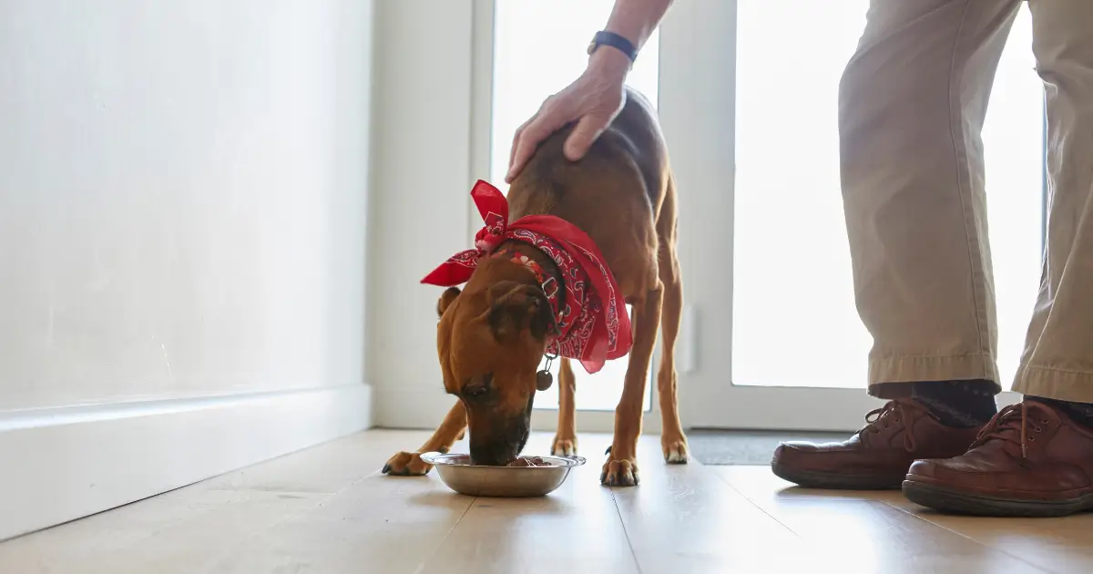 A imagem mostra um cachorro marrom de porte médio usando um lenço vermelho no pescoço enquanto se alimenta em uma tigela no chão. Ao lado dele, uma pessoa vestindo calças bege e sapatos marrons está acariciando o animal, transmitindo um gesto de cuidado. O ambiente parece ser interno, com um piso de madeira clara e uma porta de vidro ao fundo, permitindo a entrada de luz natural. A cena transmite um clima de carinho e atenção entre o tutor e o cão.