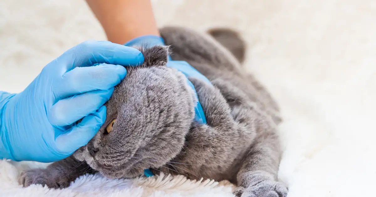 A imagem mostra um gato cinza sendo examinado por uma pessoa usando luvas azuis, possivelmente um veterinário ou cuidador. O gato parece estar deitado em uma superfície macia, enquanto sua cabeça é segurada com cuidado. Isso sugere um momento de avaliação médica, possivelmente para verificar a saúde da pele, ouvidos ou sinais de infestação por parasitas, como carrapatos ou ácaros.