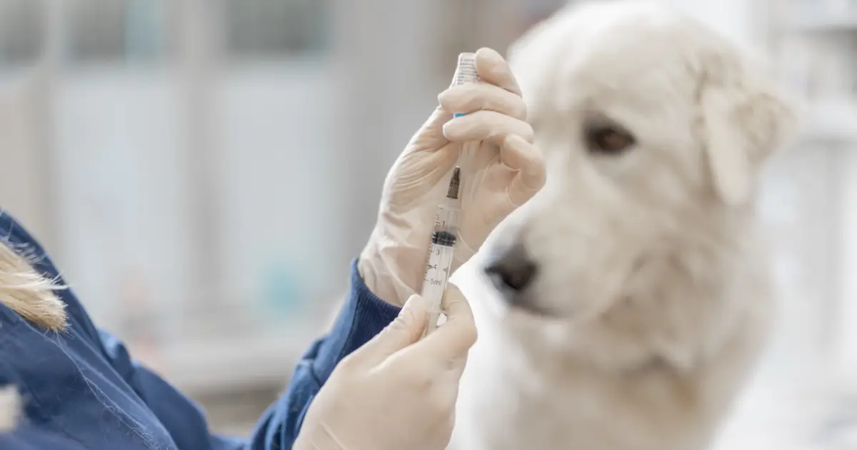 A imagem mostra um veterinário vestindo luvas descartáveis e um jaleco azul, segurando e preparando uma seringa para aplicação. No fundo, um cachorro de grande porte e pelagem branca observa a cena com uma expressão curiosa e um pouco apreensiva. O ambiente parece ser uma clínica veterinária, transmitindo um momento de cuidado e prevenção à saúde do animal, possivelmente relacionado à vacinação ou a um procedimento médico.