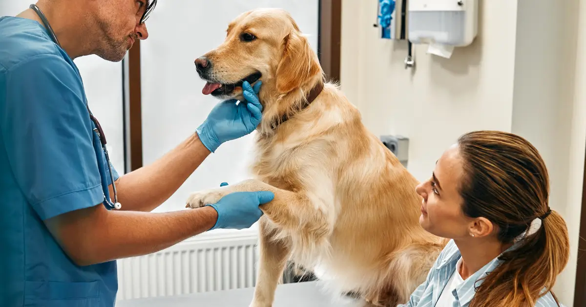A imagem mostra um veterinário usando uniforme azul e luvas descartáveis enquanto examina um cachorro da raça Golden Retriever. O profissional segura gentilmente a pata do cão e parece avaliar sua condição, enquanto a tutora do animal, sentada ao lado, observa a consulta com uma expressão atenta e preocupada. O ambiente é uma clínica veterinária bem iluminada e organizada, com equipamentos ao fundo. A cena transmite cuidado, confiança e a importância de um atendimento veterinário humanizado e acolhedor.